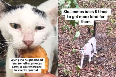 'Wicked Smart' Stray Cat Hides Her Kittens From Rescuer, but She Has a Plan