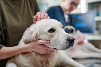 Golden Retriever Stops Eating, Viewers Shocked by What X-Ray Finds