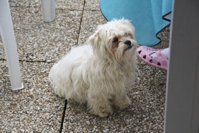 Hearts Melt as Rescue Dog is Dubbed a 'Compelling Storyteller'