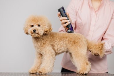 Dog Taken to Groomer So 'He Can See Better,' Internet Shocked by Result