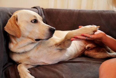 Labrador Is Sick in the Kitchen, Internet Can't Cope With Behavior After