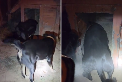 Guard Dogs Alert Owner to 'Threat' Inside KennelâThen She Sees What It Is