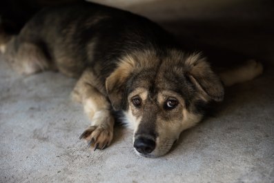 Dog 'Confused and Scared' As Family of 13 Years Surrenders Him at Shelter