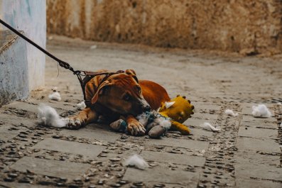 Dog Dumped on Streets With Nothing but 'His Stuffy' in Heartbreaking Clip