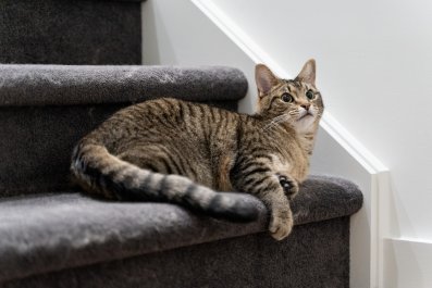 Moment Deaf Cat Realizes Owner Is Home Melts Hearts