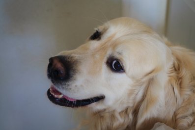 Dog's Reaction to Being Told Grandma Is Coming Delights Internet: 'Stop!'