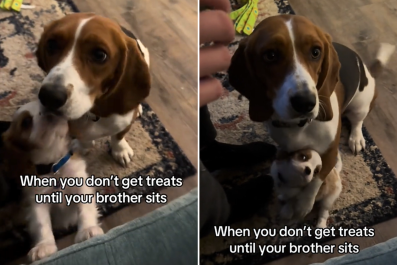 Beagle Won't Get Treat Unless Puppy Sibling Sits, So She Takes Action