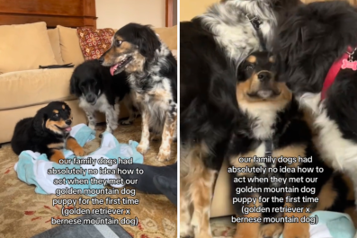 Dogs Unsure How To Act Around New Puppy Melt Hearts: 'He's in Good Hands'