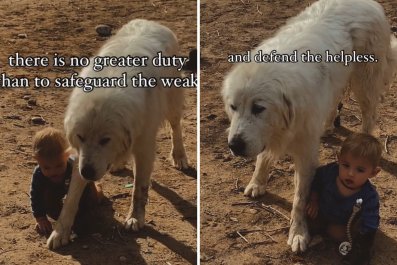 Watch Guard Dog Immediately Move To Protect Toddler: 'Defend the Helpless'