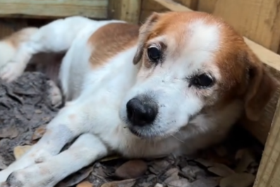 Tears as 'Overlooked' Senior Shelter Dog Watches On As Others Get Adopted