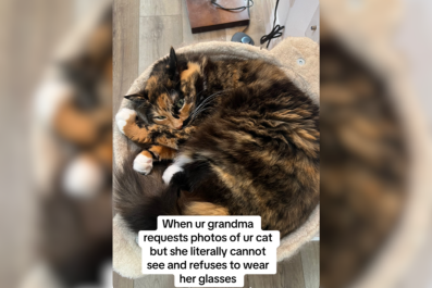 Woman Sends Cat Photo to Her Grandma, No One Expected Shocking Response