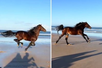 Watch as Rescue Horse Unleashes Full Speed at the Beach: 'Freedom'