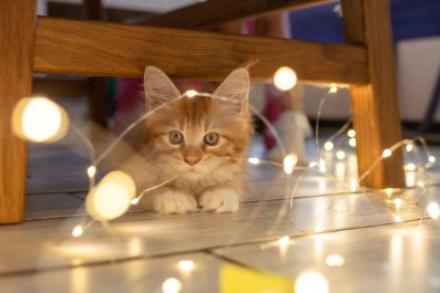 Cat Enjoying Christmas Light Display Warms Hearts: 'This Is Your Sign'