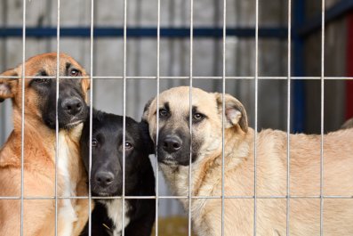 Woman Finds Two Senior Dogs on Kill List in California, Races To Save Them