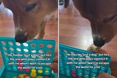 No One Can Believe Dog Who Plays Connect 4 With Owner: 'Let Him Win'