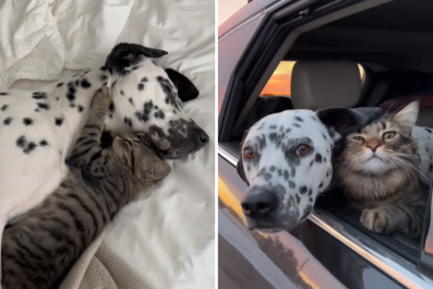 Woman Forced to 'Foster Fail' After Dalmatian Falls in Love With Kitten