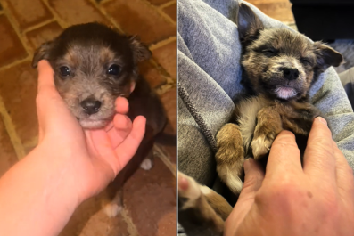 Family Adopts Puppy Found by Side of the Road: 'Immediately Fell in Love'