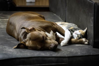 Cat Grooming Dog on Couch Viewed by Over 4 Million: 'The Cutest Thing'