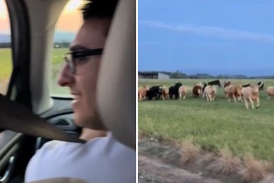 Friends Play Jazz for Cows To Test Reaction, Never Expect What Happens Next