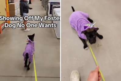 Man Now Shows Off Foster Dog's Skills to Strangers Hoping for an Adoption