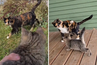 Owner Adopts Orphaned Kitten, Discovers Her Cat Is 'Childfree by Choice'