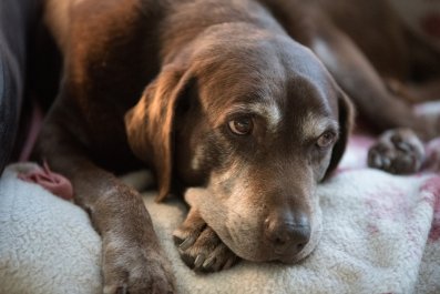 Hearts Break as Labrador Goes To Sleep 'Wagging His Tail' After Last Meal