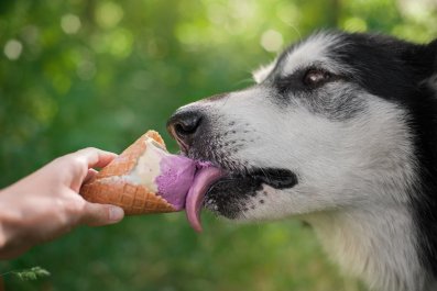 Artic Working Dog Desperate for Froyo Goes Viral in Adorable Clip