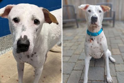 Adopter Shares Joyful Update of Shelter Dog, But Truth Emerges Hours Later