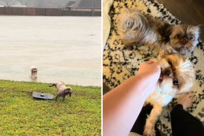 Dog Owner Lets Pets Outside After Flood, Unprepared for Their Reaction