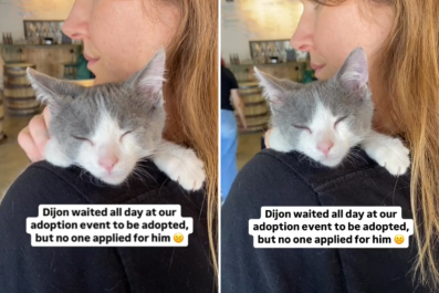 Tears for Kitten Who 'Waited All Day' at Adoption Event With Zero Interest