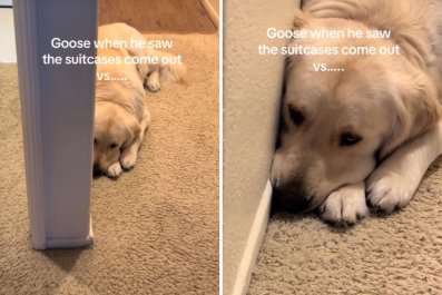 Dog Has Heartbreaking Reaction to Suitcase, Then Realizes He's Going Too