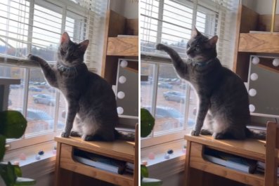 Hysterics Over Cat Testing Owner's Patience: 'Does This Annoy You?'