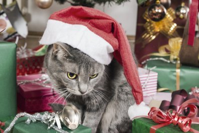 Woman Puts Up Christmas Tree, Cat Immediately Knows 'It's Time'