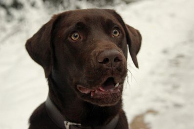 How Dog Deals With Onset of Winter Has Internet in Stitches: 'Relatable'