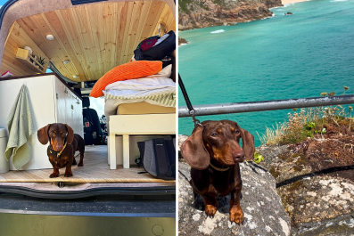 Delight as Dachshund Realizes He's Joining the Vacation: 'Me Too?'