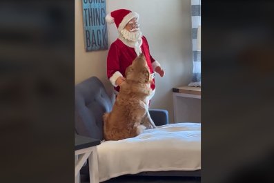 Dog Confused That Giant Santa Doll Is Not Petting Him Delights Internet