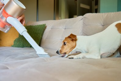 Dog's Unusual Demand Every Time Owner Vacuums Goes Viral