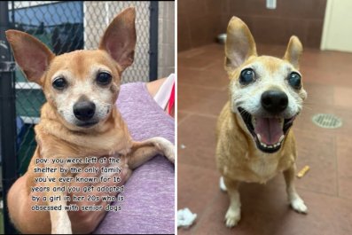 Senior Chihuahua Abandoned at Shelter, Millennial Woman Decides To Step In