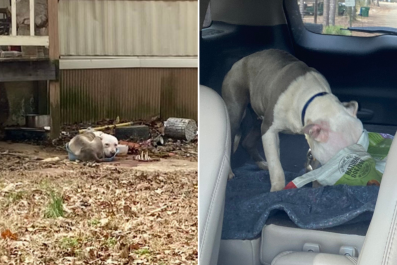 'Starving' Dog Forced To Eat Another To Survive After Both Left Chained Up