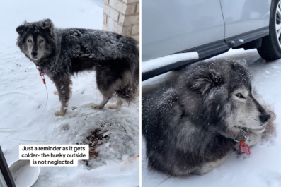 Owner Defends Leaving Siberian Husky Out in the Snow: 'Not Neglected'