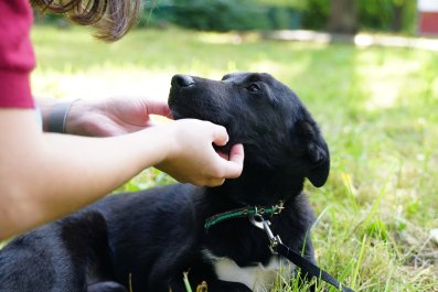 Tears As Shelter Worker Comforts Puppy 'Nobody Wanted' on Adoption Day