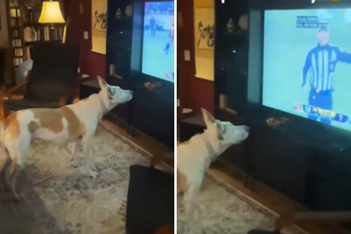 Deaf Dog Thinks NFL Referee Is Signalling to Her, Follows His Commands