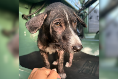 Sadness Over How Rescue Dog Reacts to Water After Being Dumped in a River