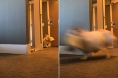 Dog Caught Red-Handed on Camera While Owner's at Work Wins Pet of the Week