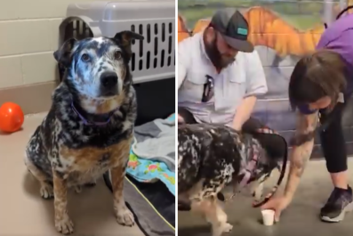 Terrified Shelter Dog Finally Finds 'His Person'- Now They're Traveling US