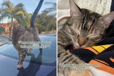 Family Can't Forget Stray Cat on VacationâReturns Later To Fly Her Home