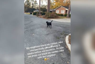 Why Neighbors Decided to Share Labrador Melts Hearts: 'Goodest Boy'