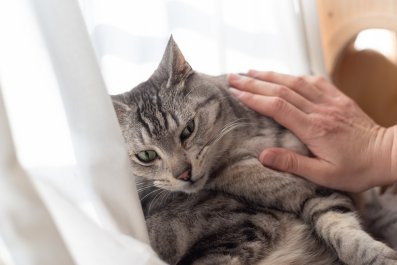 Hysterics as Woman Shares Attempt to Bond With Her 'Unaffectionate Cat'