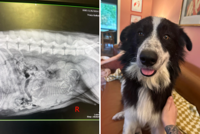 Owner Takes Rescue Dog To Be Spayed, X-Ray Uncovers Something Shocking