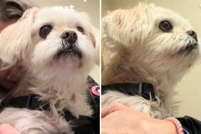 Tiny Dog's Heartbreaking Reaction After Realizing She's Next at the Vets